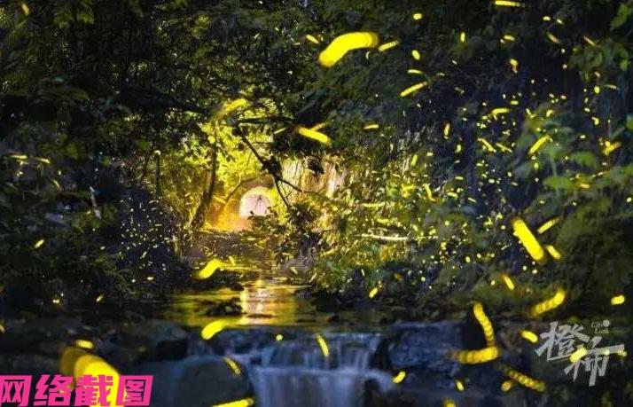 杭州法喜寺看萤火虫，见到现场萤火虫演示画卷简直美轮美奂，美艳无比，引来众人的喜欢