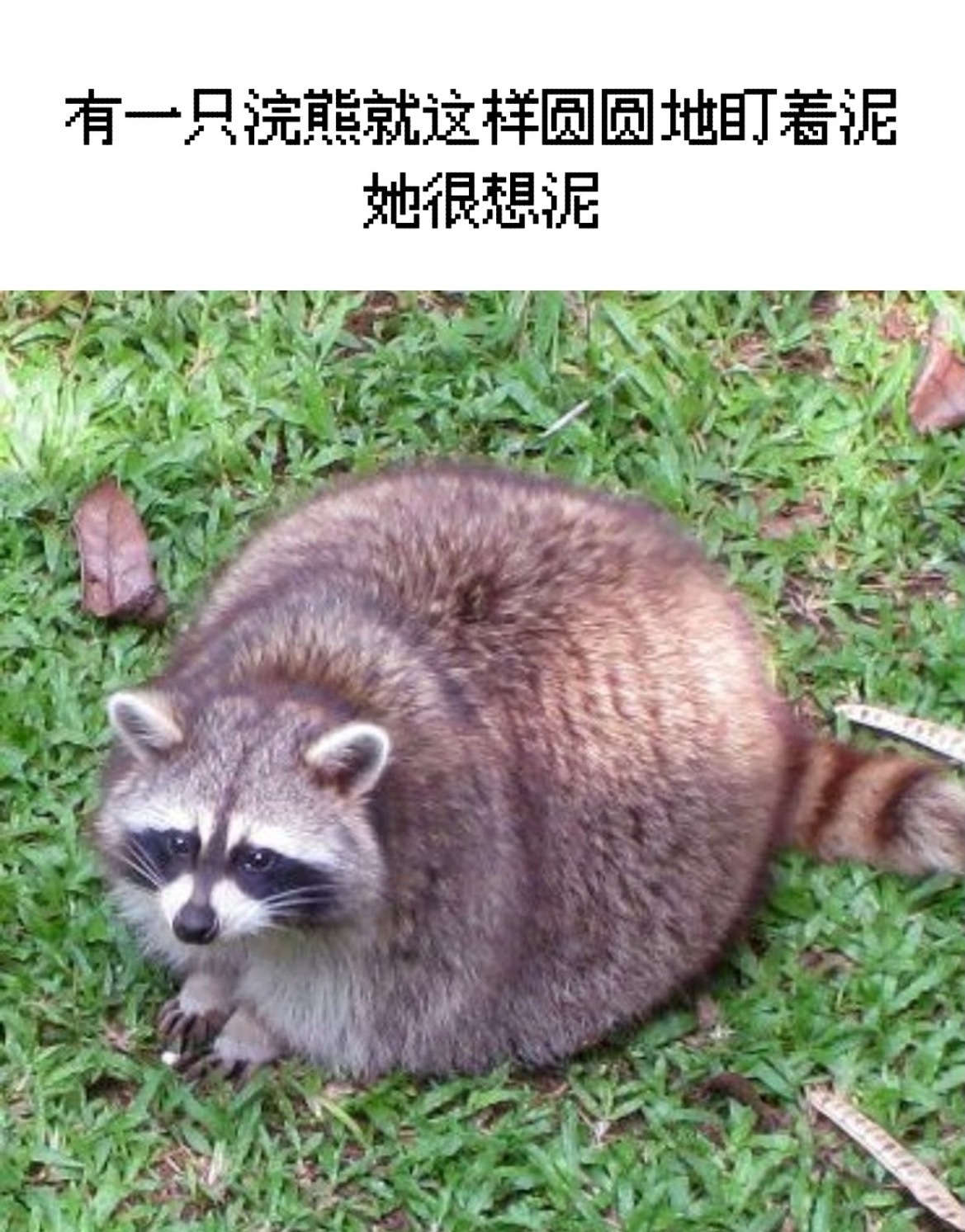 哥哥～你在干嘛呢