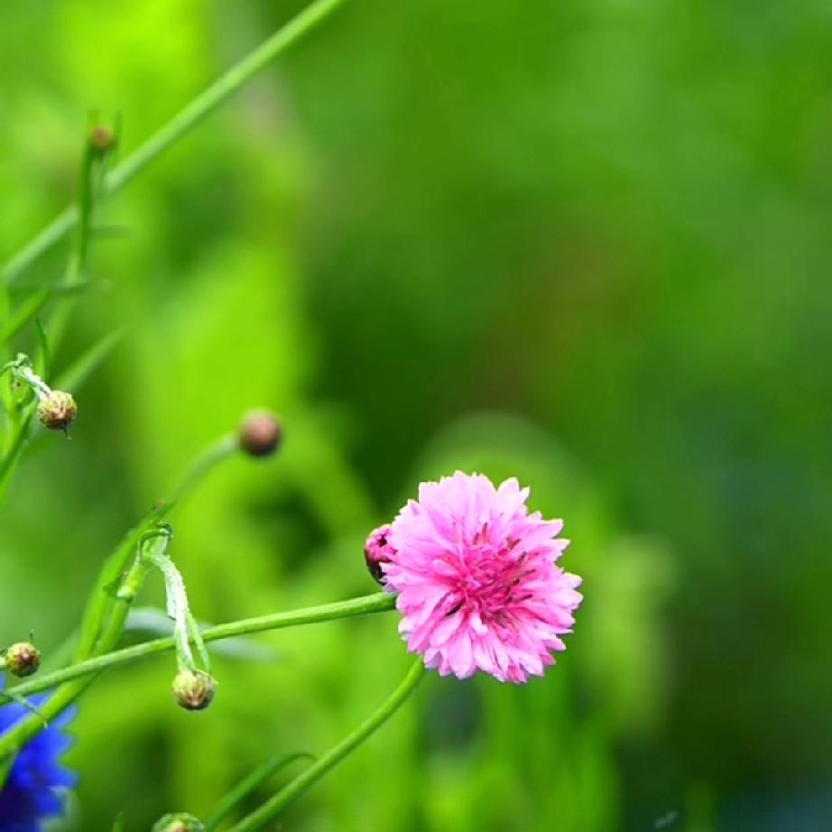 人都是有感情的，只要曾经喜欢过，爱过，住进心里过，那谁都忘不了。

只是不以言表