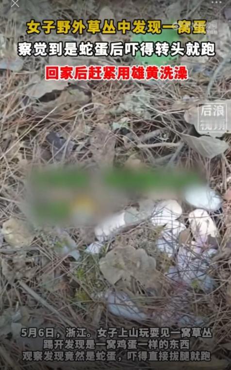 爬山捡野蛋？上手一摸事后吓一跳！5月7日，浙江一女子爬山碰见一窝“野鸡蛋”。她好