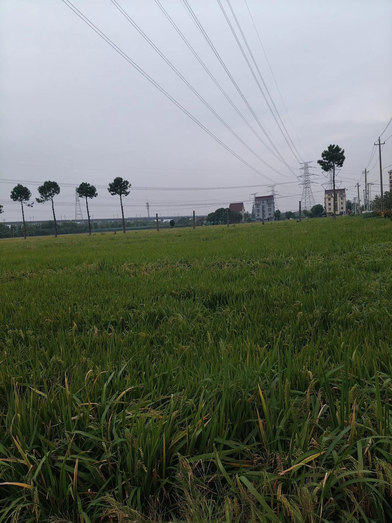 秋