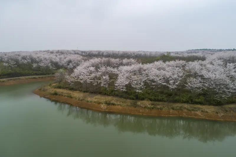 拍花草的快乐谁懂啊！就说沈阳北边，从市府广场自驾 40 分钟，能到千亩樱花和万亩