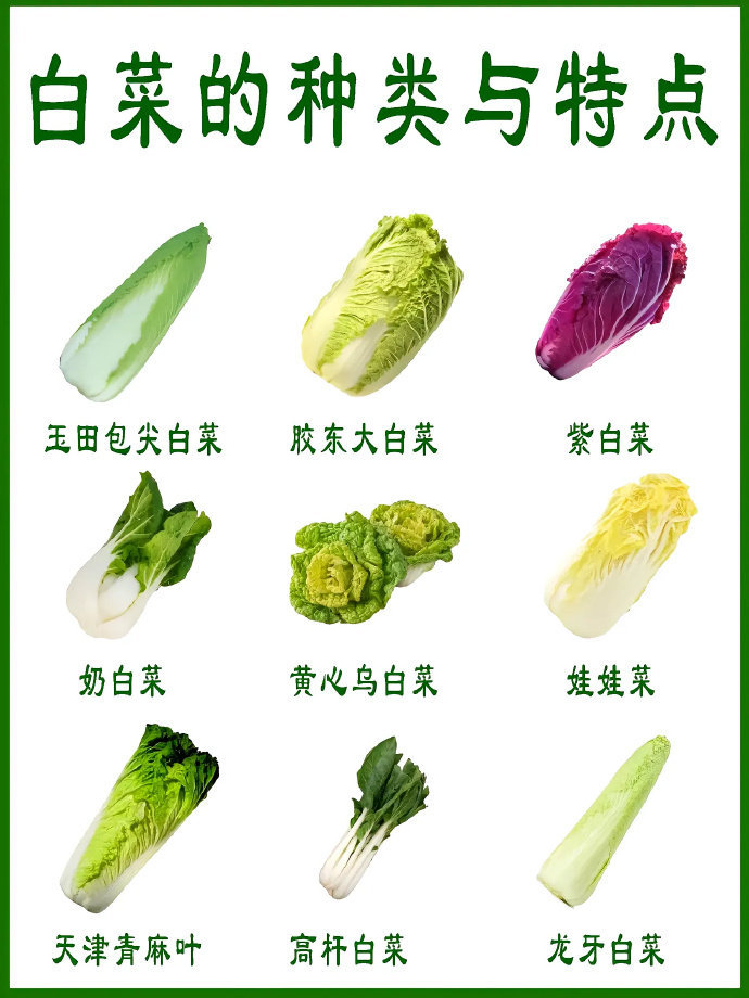 常见的白菜种类特点大全！ 