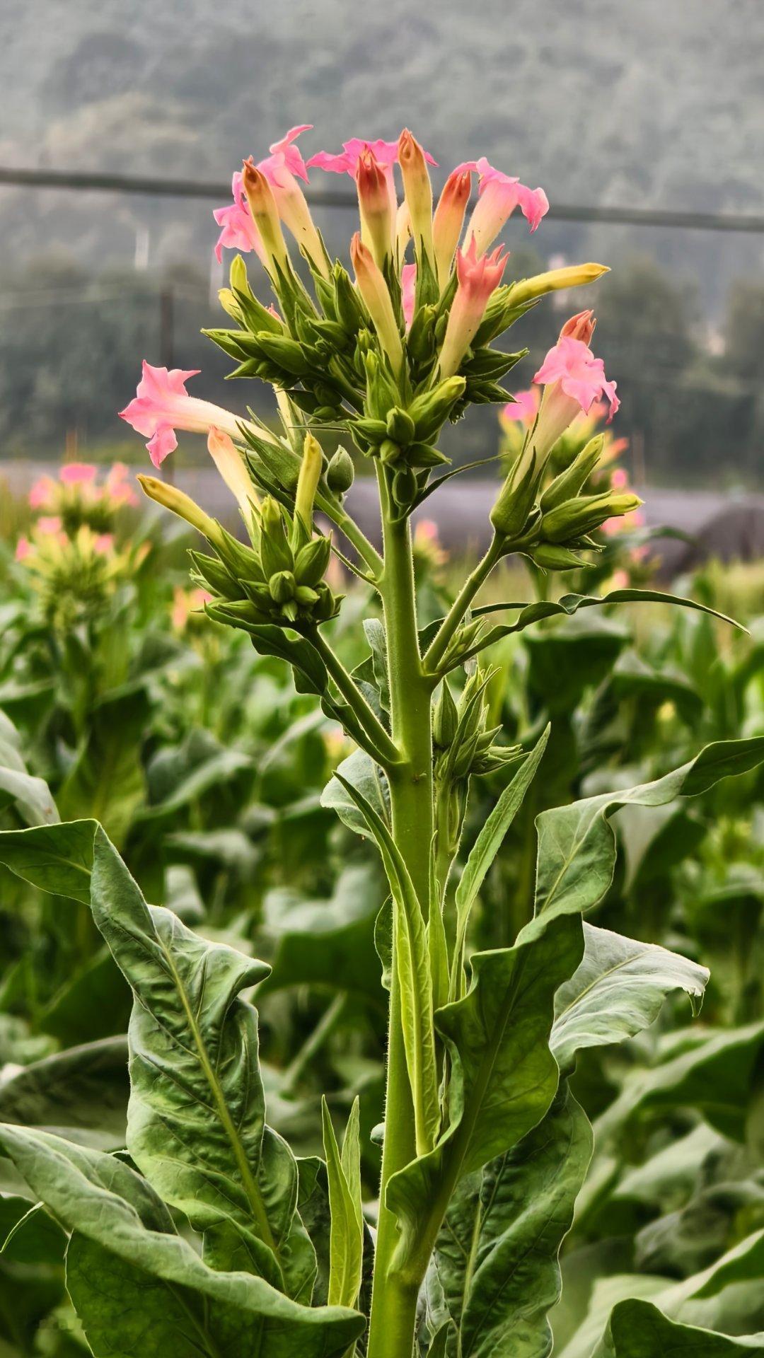 烟花