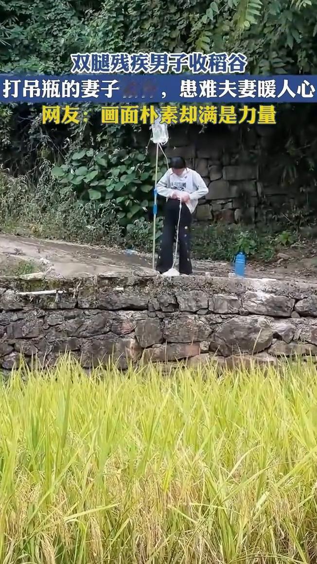 双腿残疾男子收稻谷，打吊瓶的妻子相伴，患难夫妻暖人心。
网友：画面朴素却满是力量