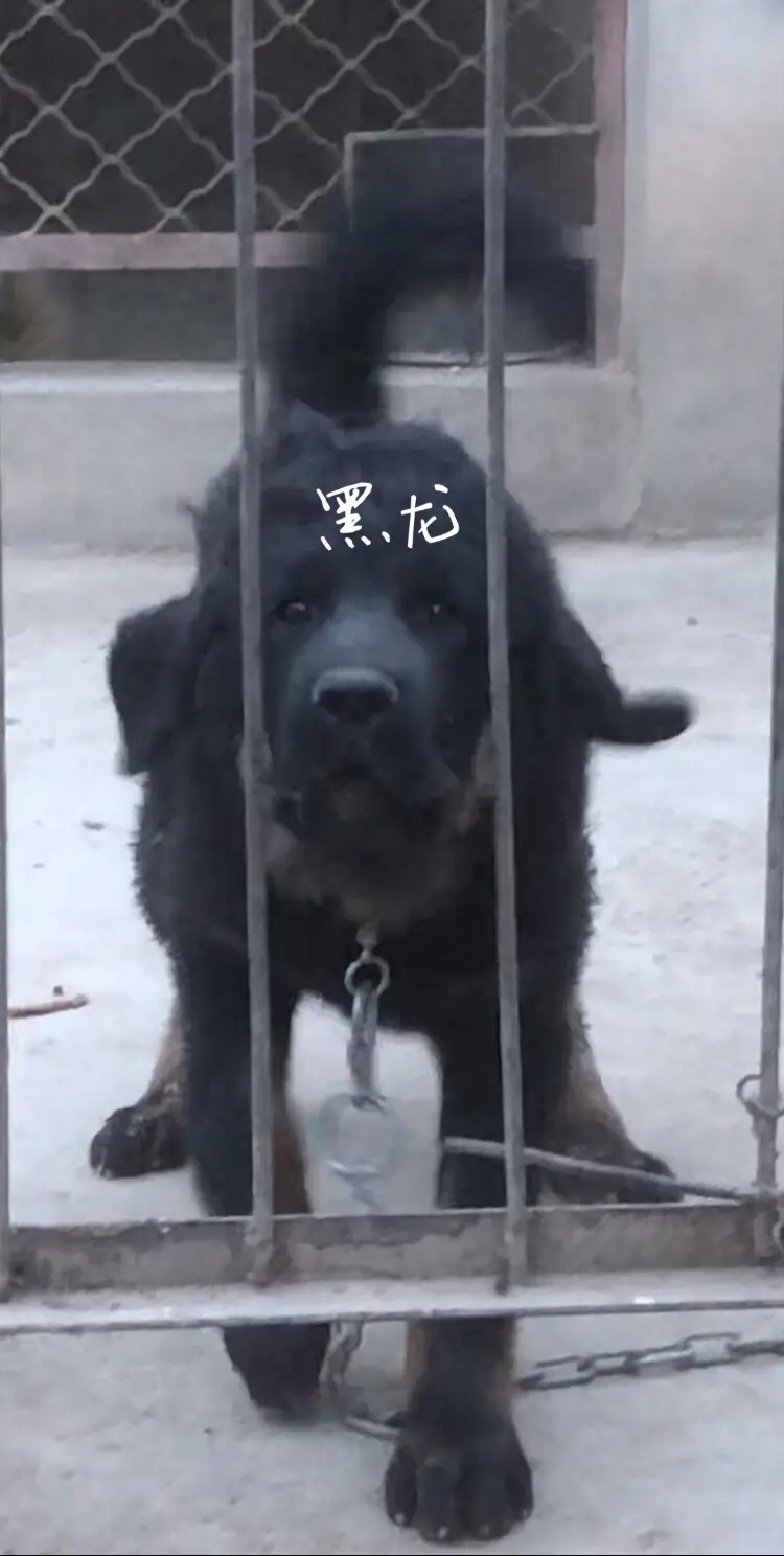 猛兽正在成长的路上 黑龙