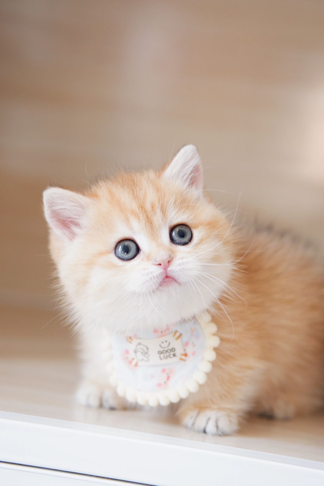 妈妈说脸大的女孩有福气 金渐层矮脚猫