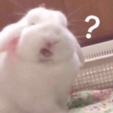 枝锁捧娱乐