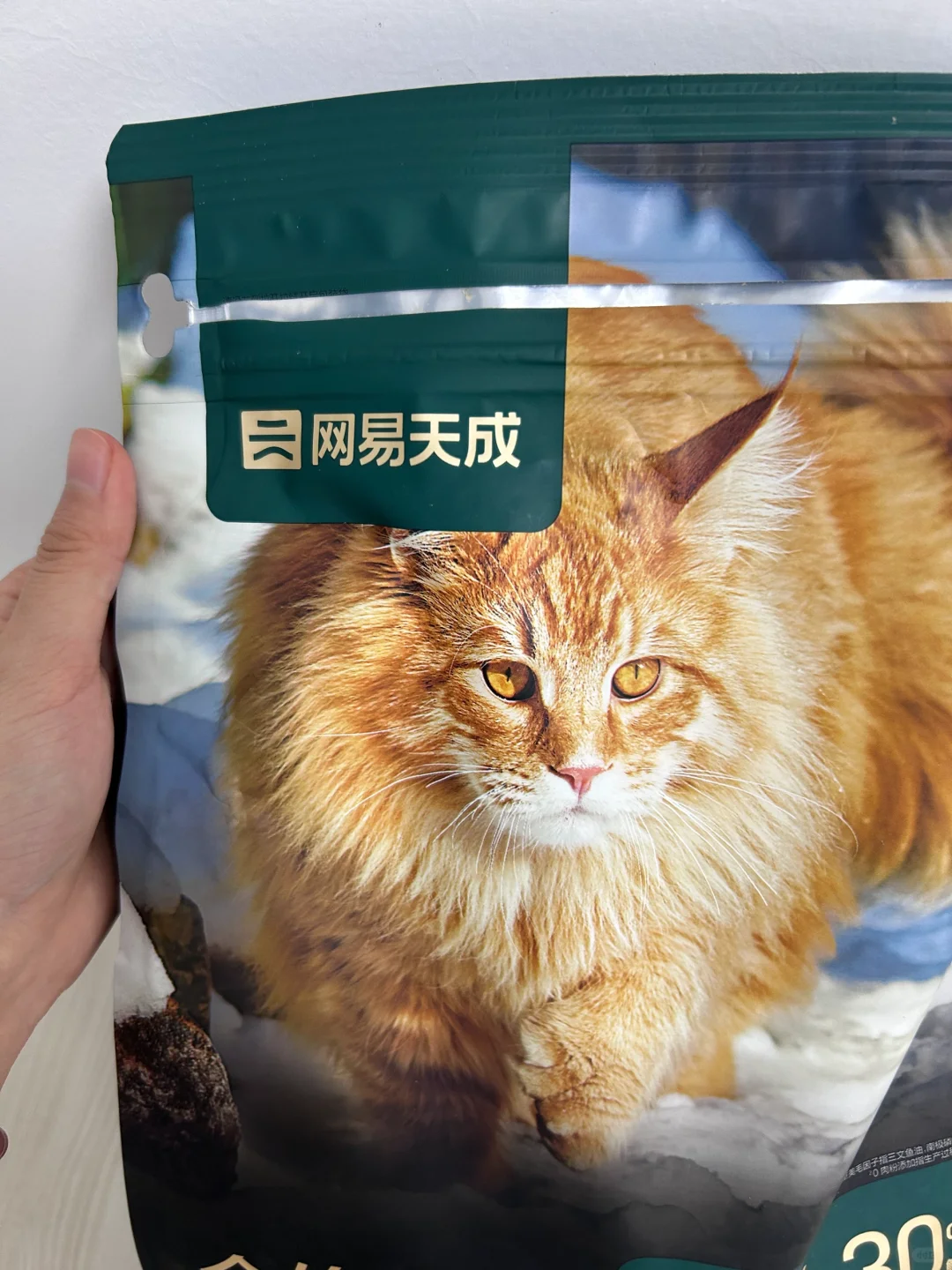 我家小猫终于不再掉毛了！！！