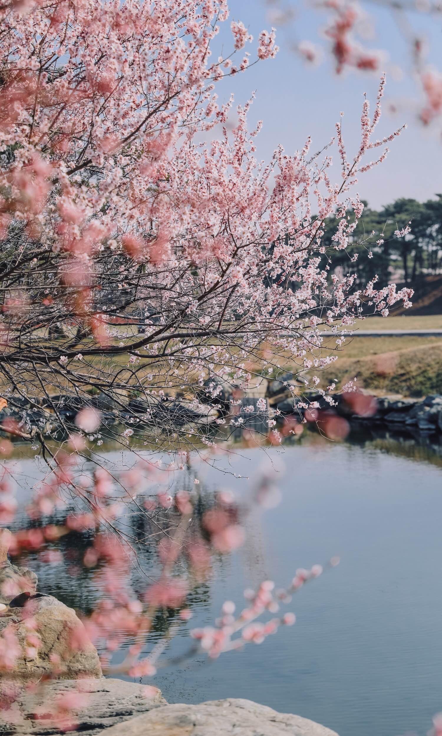 圆明园是属于北京的春和景明圆明园｜属于北京的春和景明 