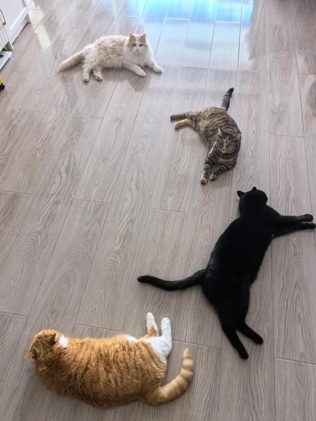 世界上因为有了猫咪变得如此美好如此温馨，猫咪们温软的小脑袋轻轻的靠近主人的脸献上