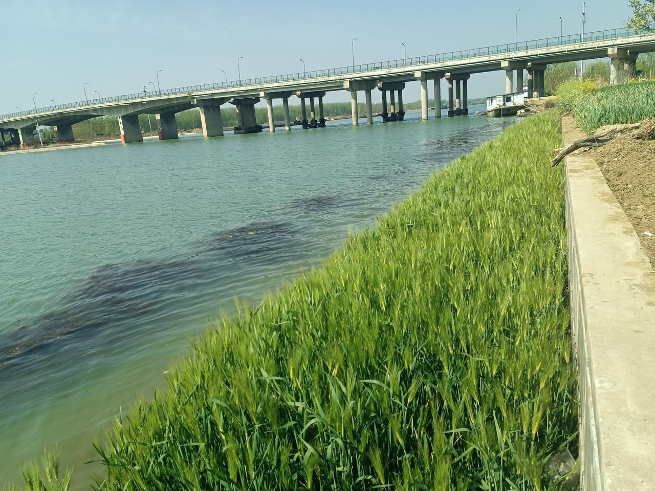 大麦出穗了！（图片来源：老山兰随手拍）