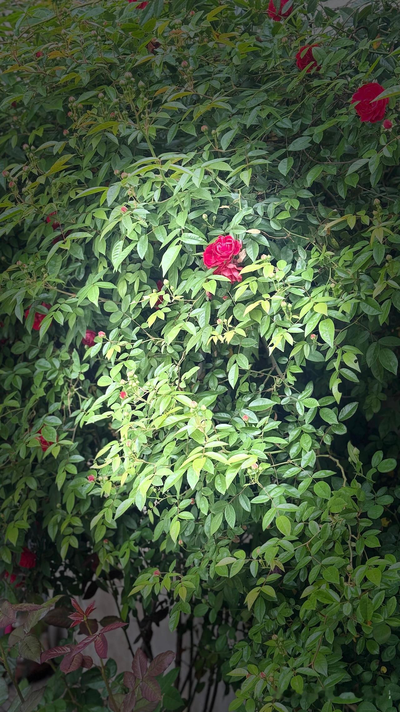 绿意盎然中的红玫瑰，惊艳了整个花园！🌸🌿