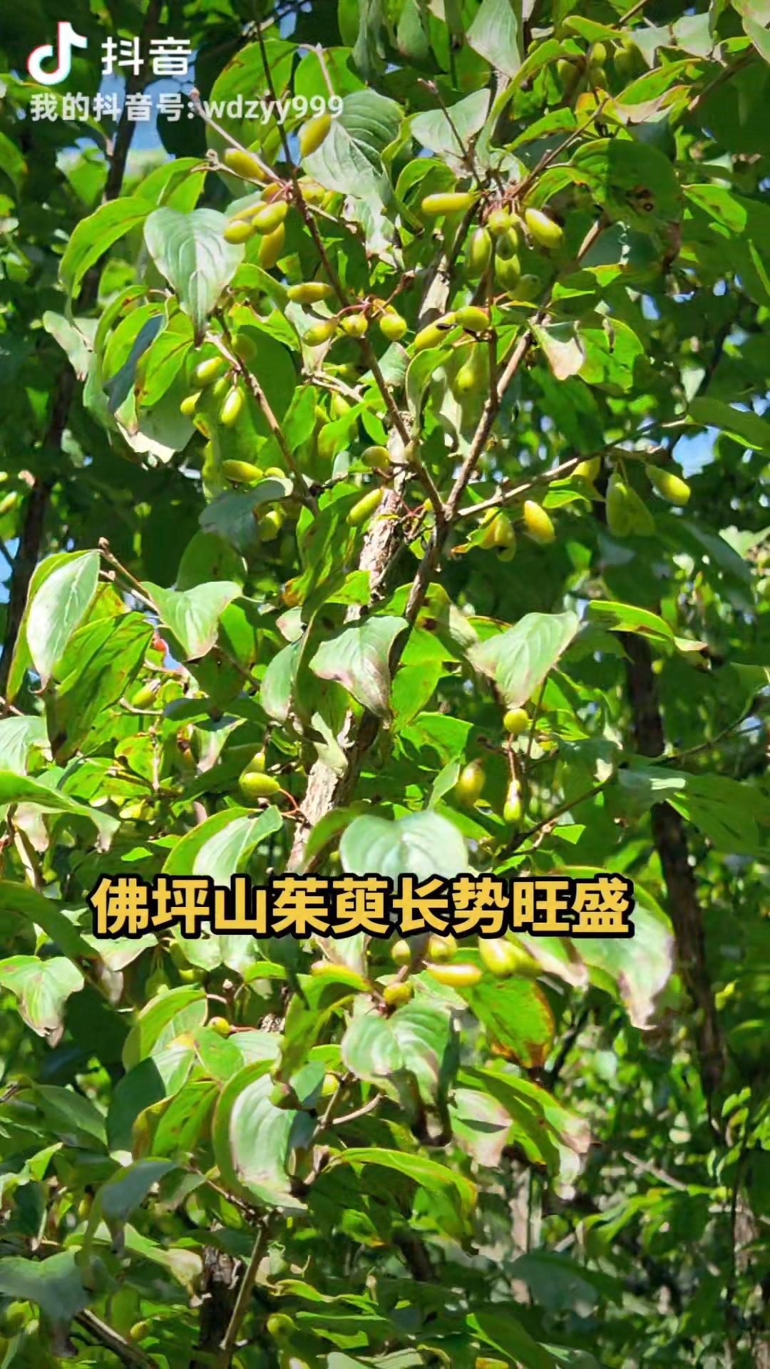 佛坪山茱萸长势旺盛！

8月10号到12号，我们专门儿驱车、跑了一趟佛坪，就为看