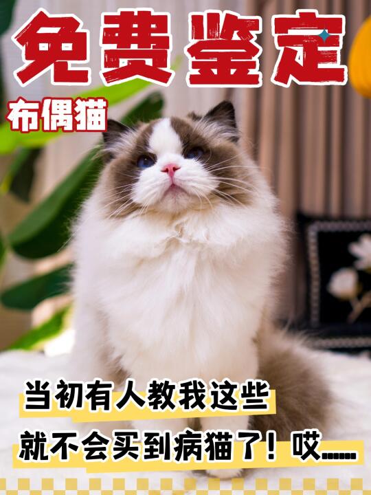 免费鉴定布偶猫！看完就不会买到病猫！