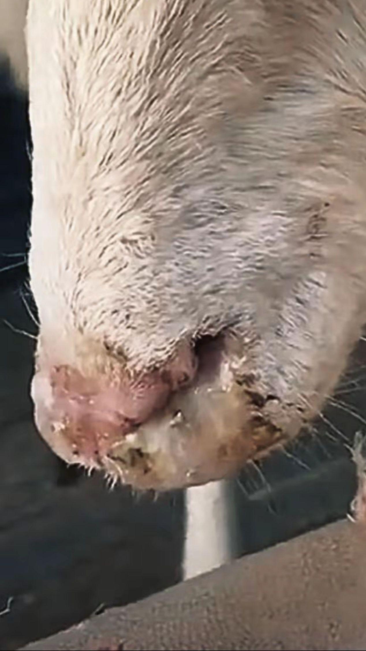 养羊人 农村养羊 牛羊感冒流鼻涕