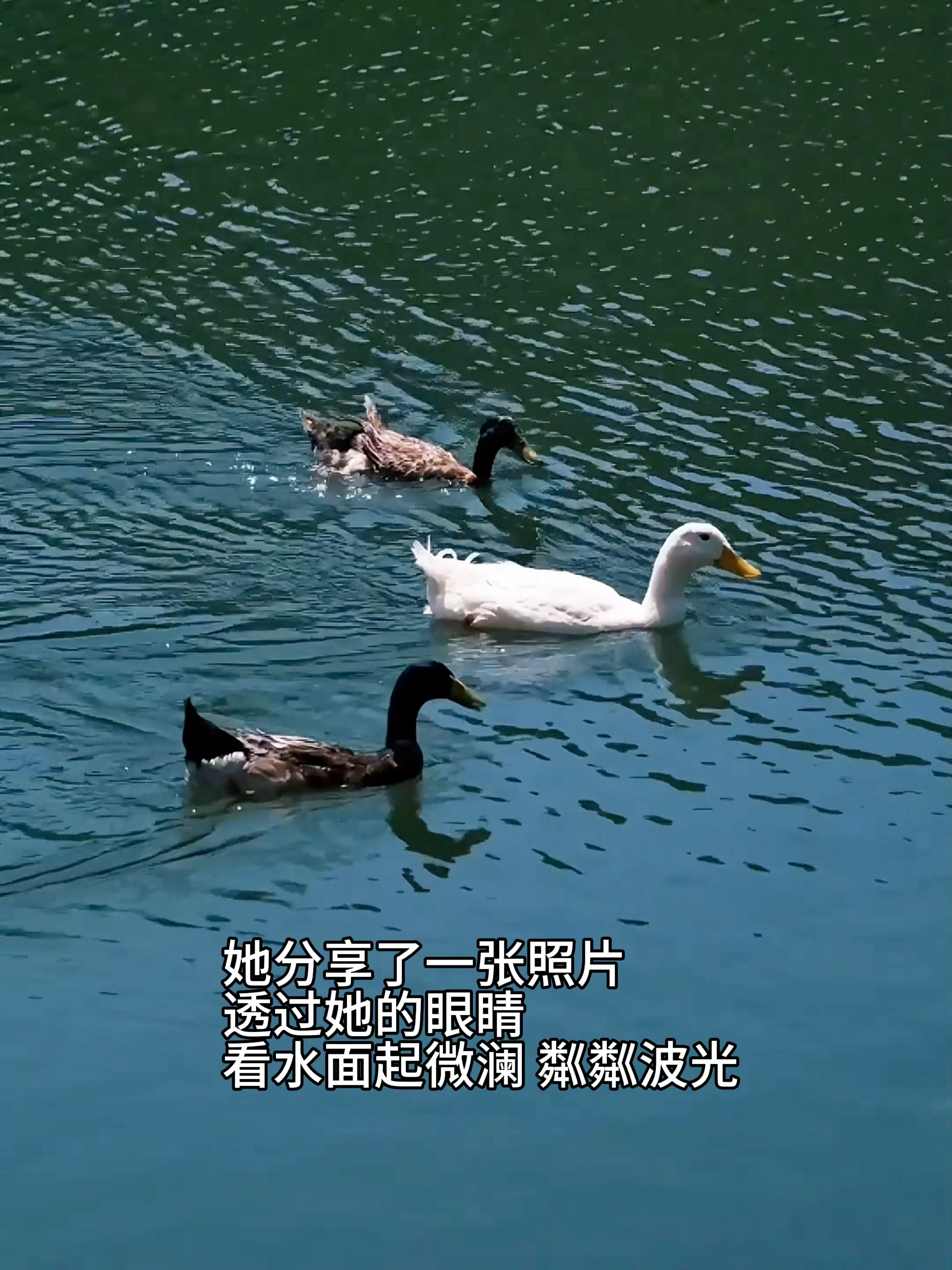 田曦薇 🎠 林知夏观察日记日光温柔，她的笑容比日光更明亮。希望林知夏可以永远无
