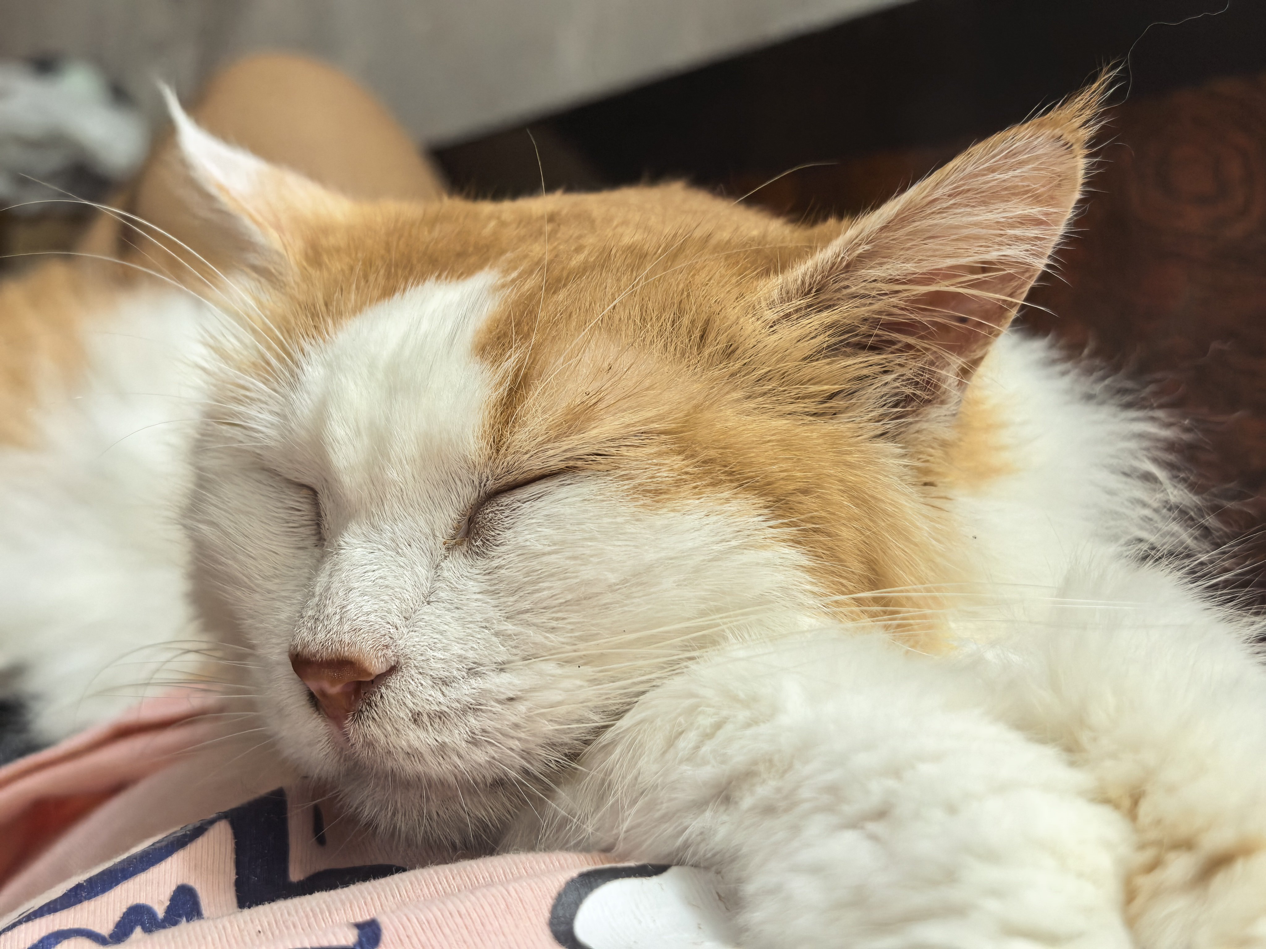 猫睡觉 还要人帮忙 ​​​