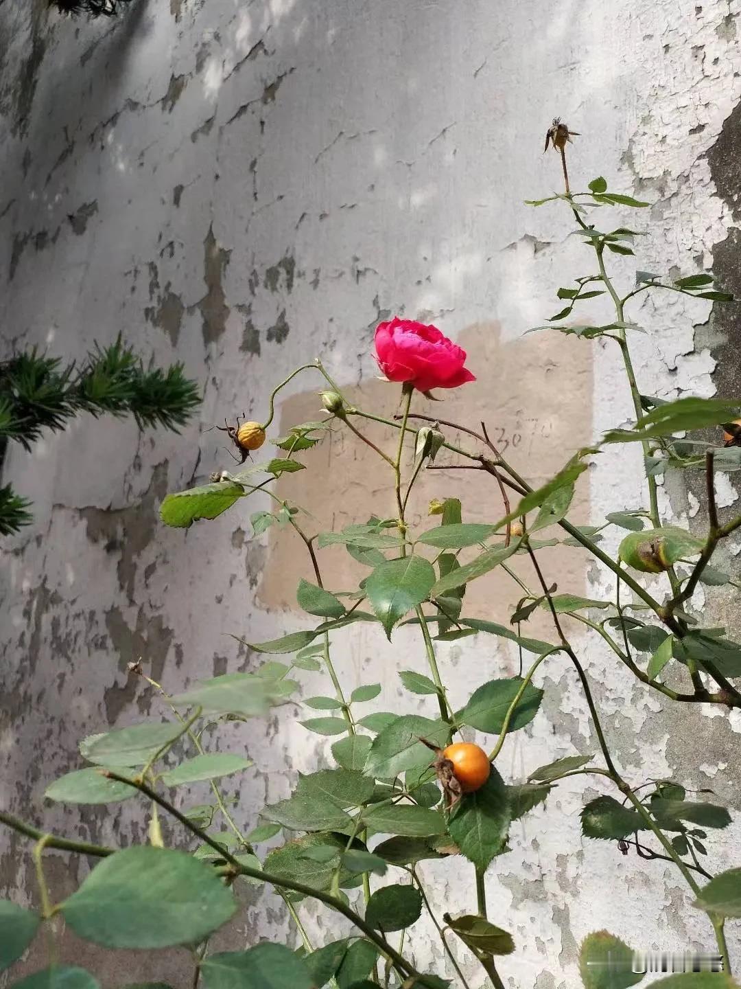 断墙残桓内独自开花的月季。