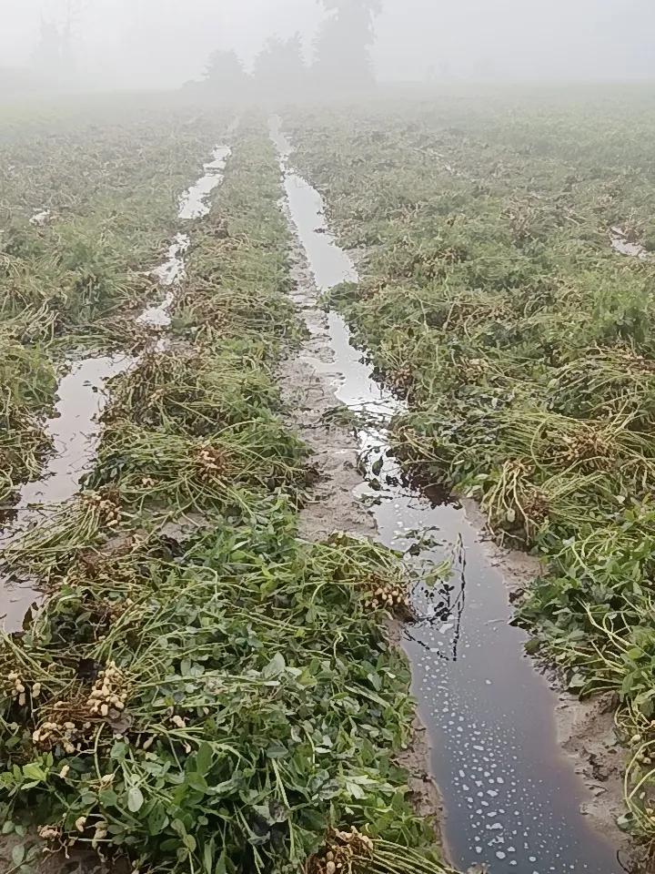 想靠种地发财现实不现实啊？能吃饱穿暖就不错了！


今年的花生算是完蛋了，赔干赔