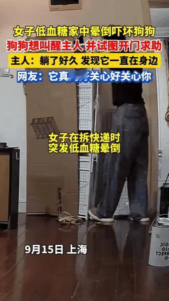 狗狗真的成精了！

上海一女子，拆快递时突发低血糖晕倒，家里的金毛听到声响，瞬间