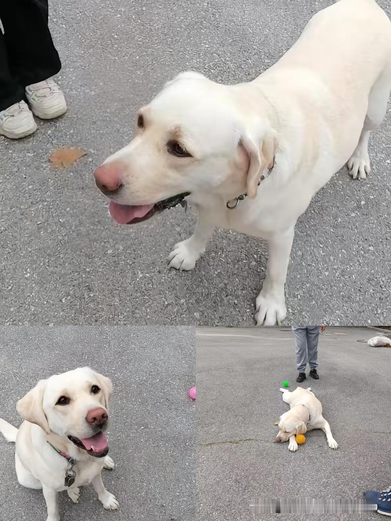 芬迪大宝贝的家人们，这事咱们必须揪到底！基地接走芬迪时那句“你放心，答应你的事一