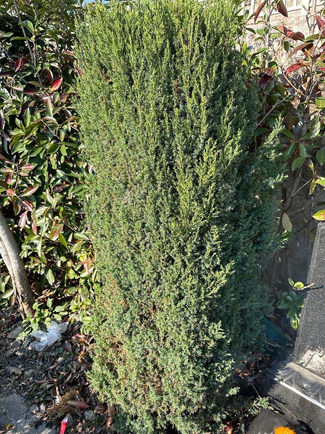 3年前，这棵柏树，连枝带叶，只有我小腿粗，膝盖那么高。现在，修剪后都已经比我人高