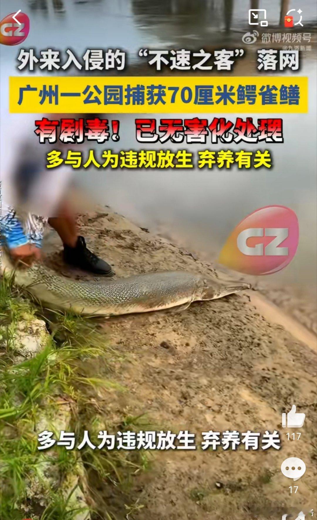 广州一公园现70cm剧毒鳄雀鳝无知真的可怕，一个清道夫还不够，又来一条雀鳄鳝！ 