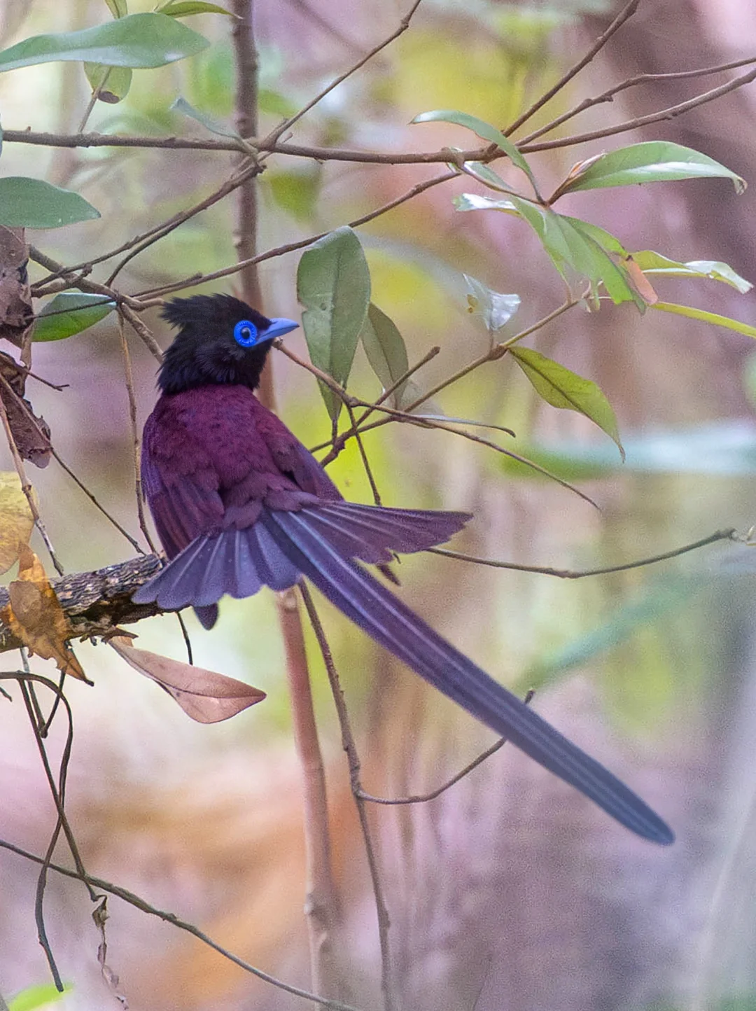深圳来了一只紫色的仙子！
