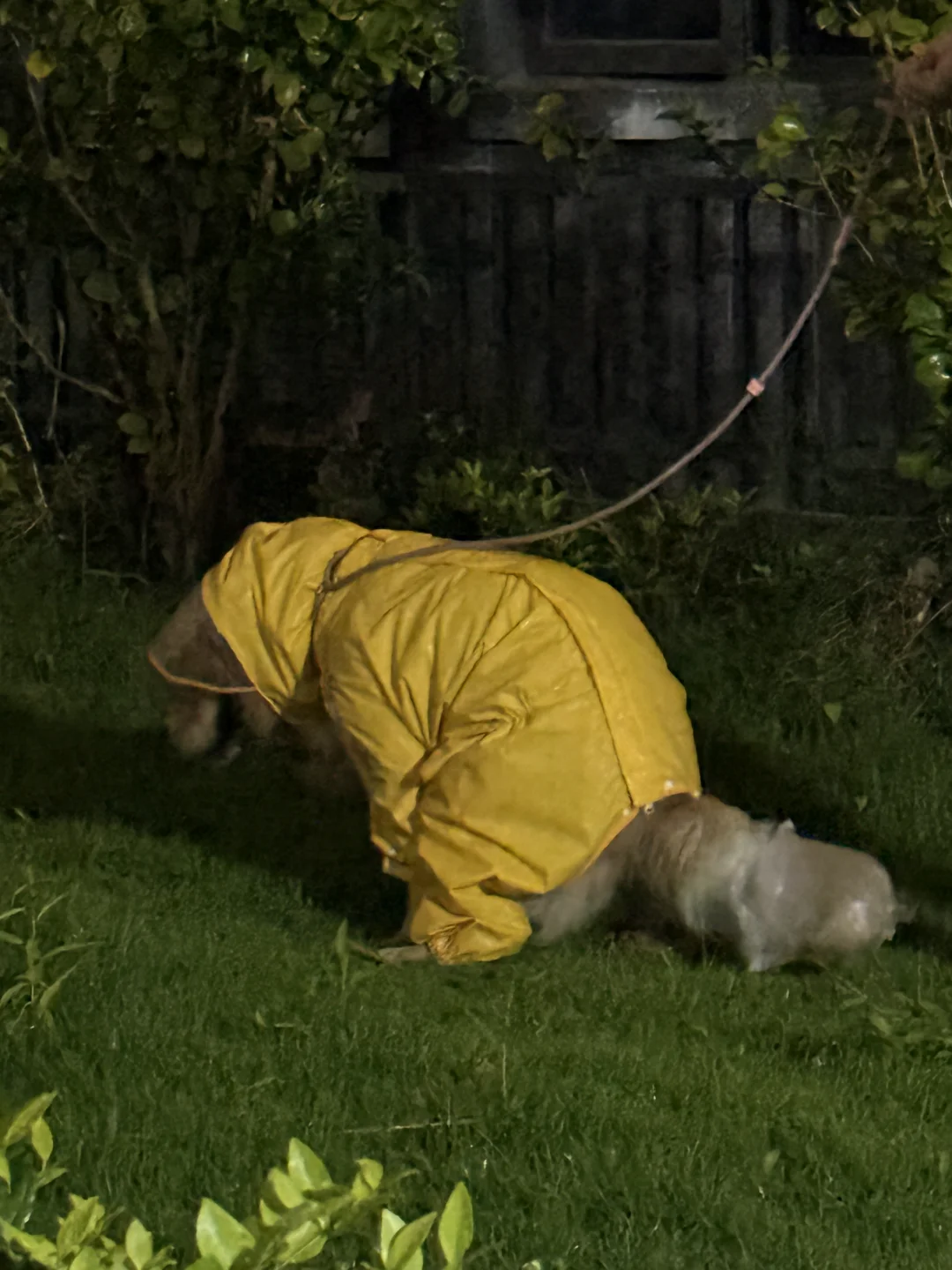 暴雨夜 遛狗人 可爱黄宝宝