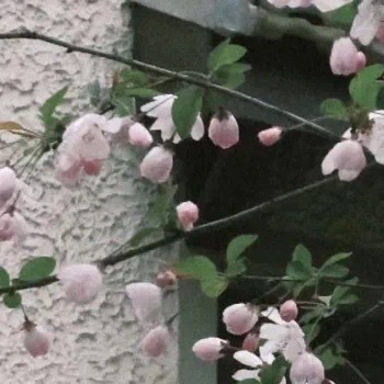 𝒢𝑜𝑜𝒹 𝓂𝑜𝓇𝓃𝒾𝓃𝑔🌵ᵕ̈🌵ᵕ̈🌵 出色的人不一