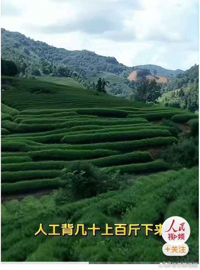 武夷山运茶已经用上无人机了武夷山投入七十余台无人运输机，每日六百多架次起降，搭建