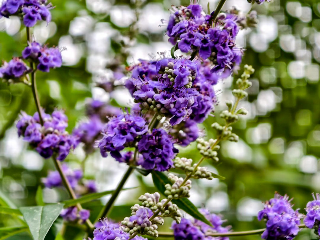 ‎种植 穗花牡荆皮实好养，喜光耐旱，地栽效果远好于盆栽，重点抓好光照和修剪就能年