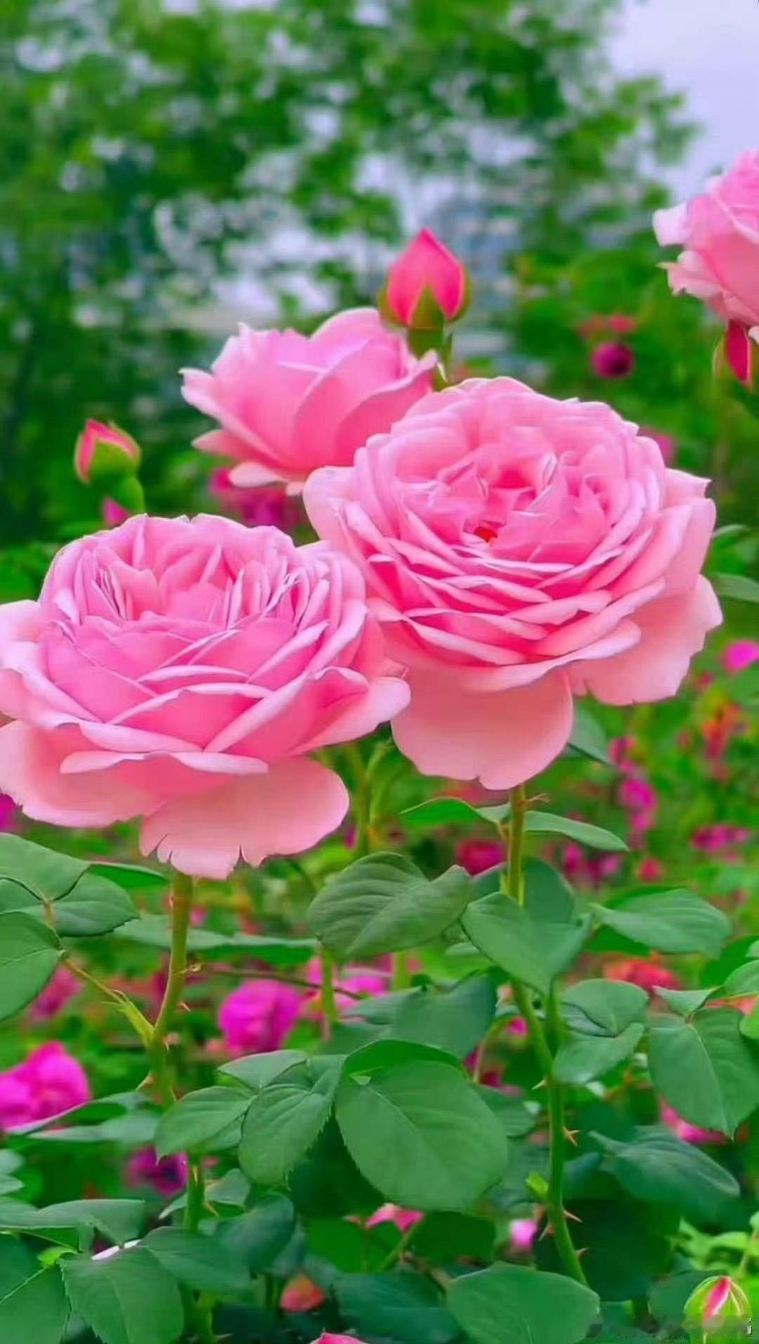 桃花如何？无，多，[鲜花][鲜花][鲜花][鲜花][鲜花][鲜花][鲜花][鲜花