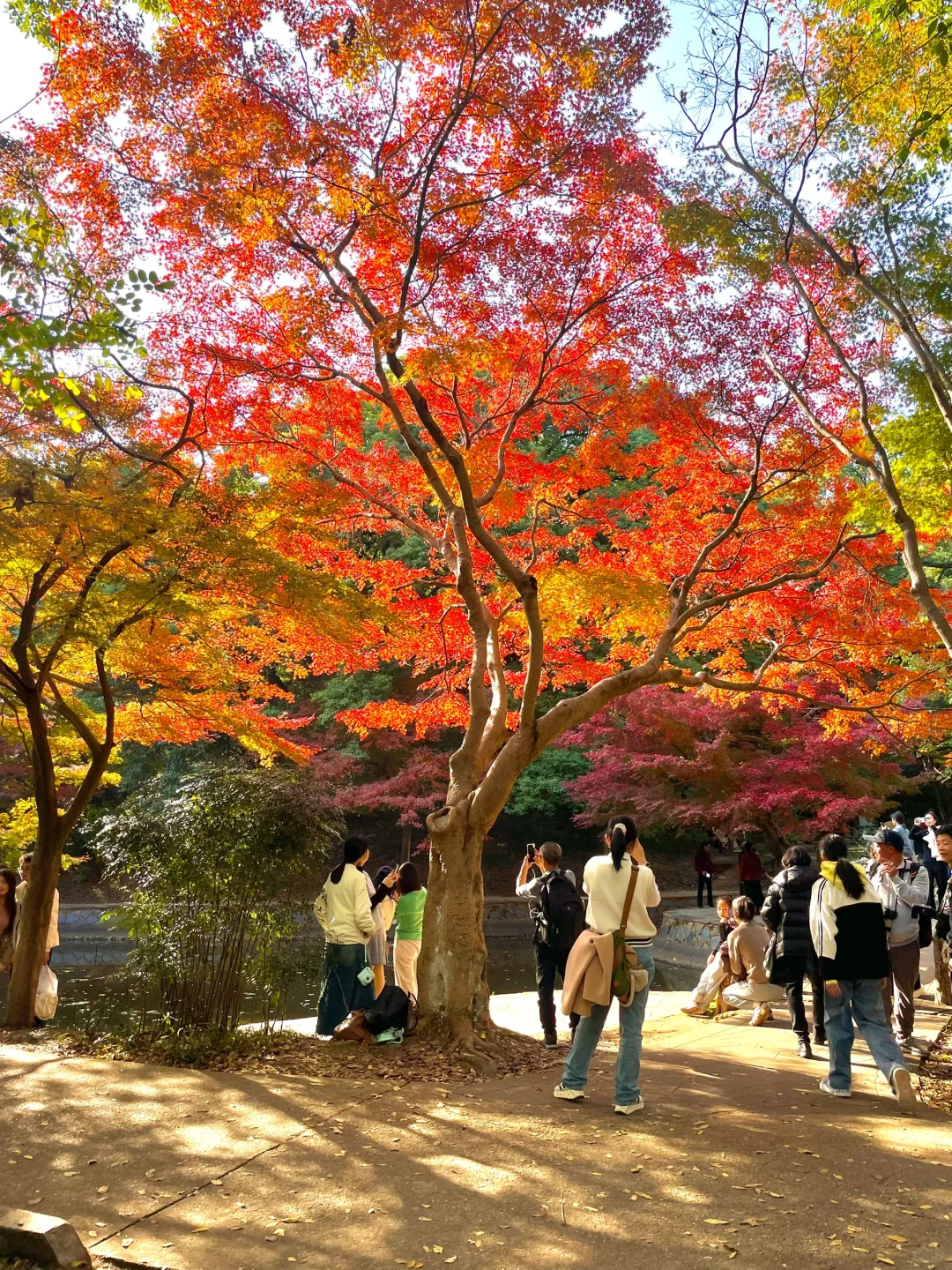 此刻有1亿人在烈士公园⛲️11.30实况