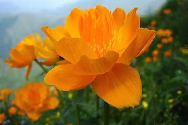 山野里的“金色小莲花”，颜值超高的野生花。金莲花，别名旱金莲、金梅草，毛茛科多年