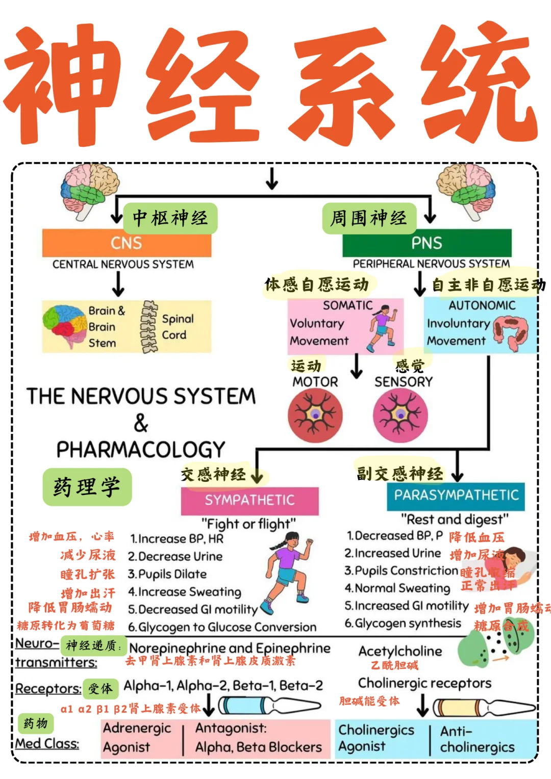 备考RN/神经系统！！学！！单词