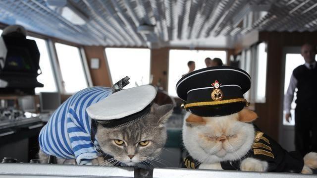 有时候失眠睡不着，就会看一下舰猫。当初世界各国海军在战舰上养猫是为了灭鼠、士兵的
