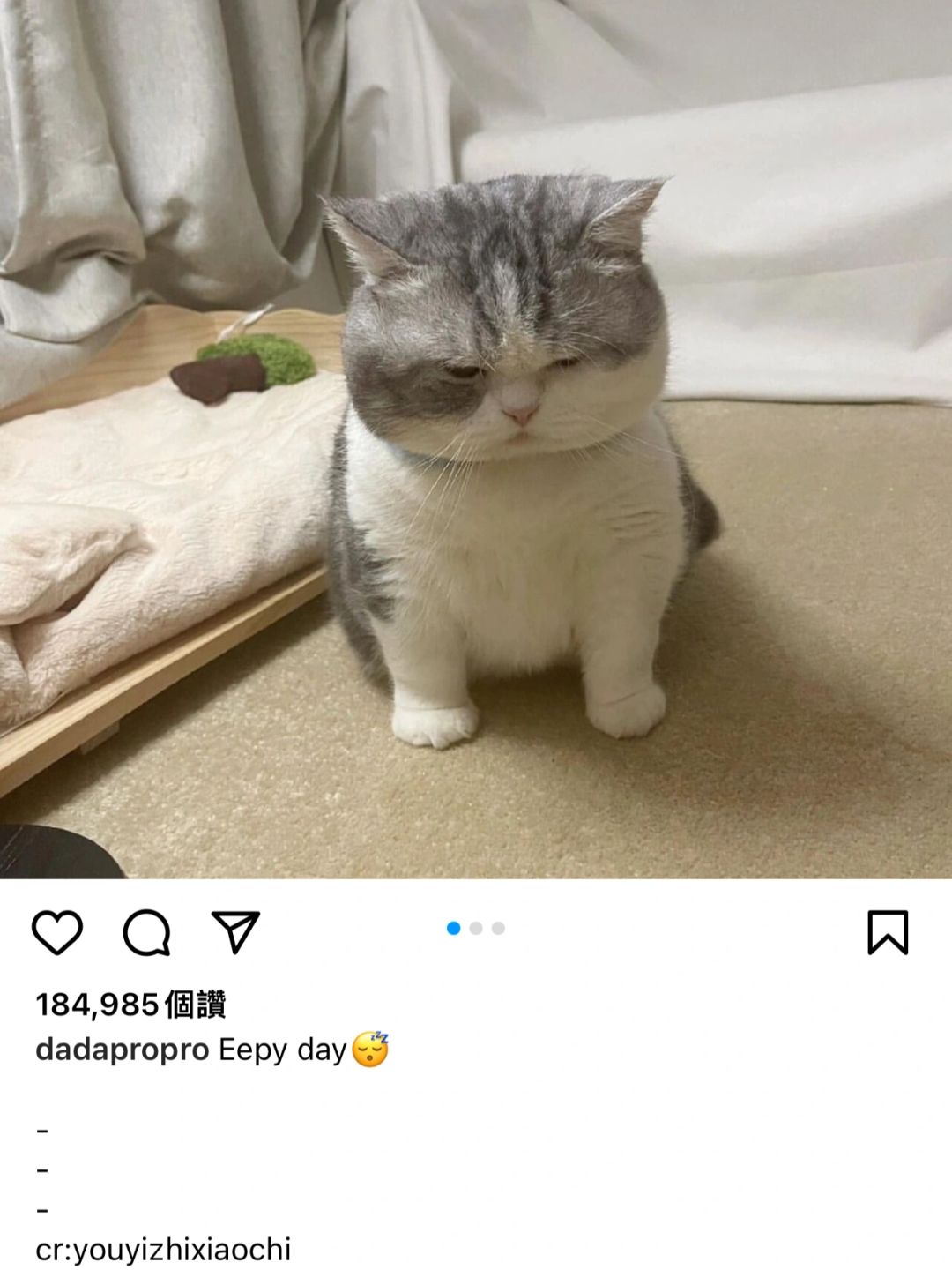 粉丝跟我说我的猫🔥到国外了