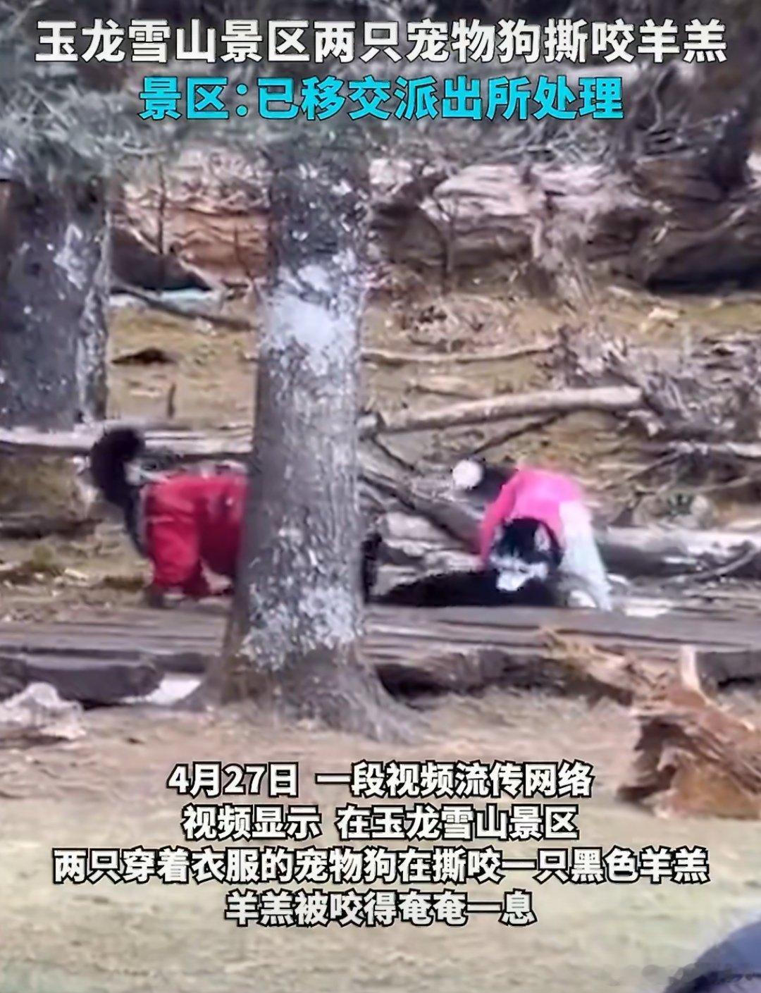 玉龙雪山景区报警玉龙雪山景区近期因两起独立事件引发报警：一是游客私自携带宠物犬入