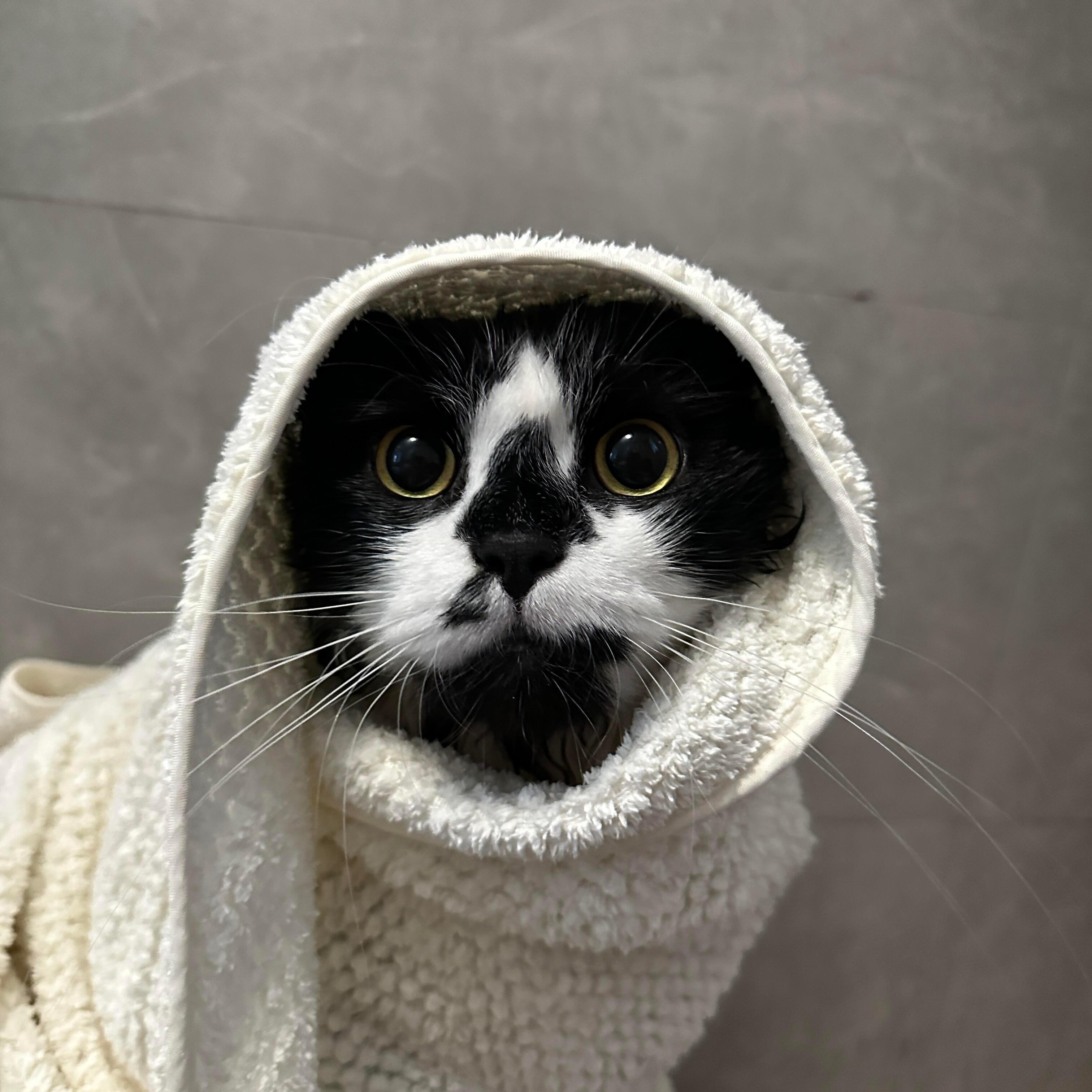 猫儿这个异域风情 