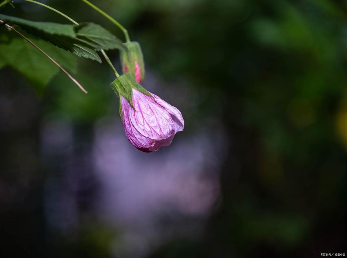 深夜刷手机，被一句十个字的古诗钉在原地。
王维说相思像春色，江南江北追着你送。崔