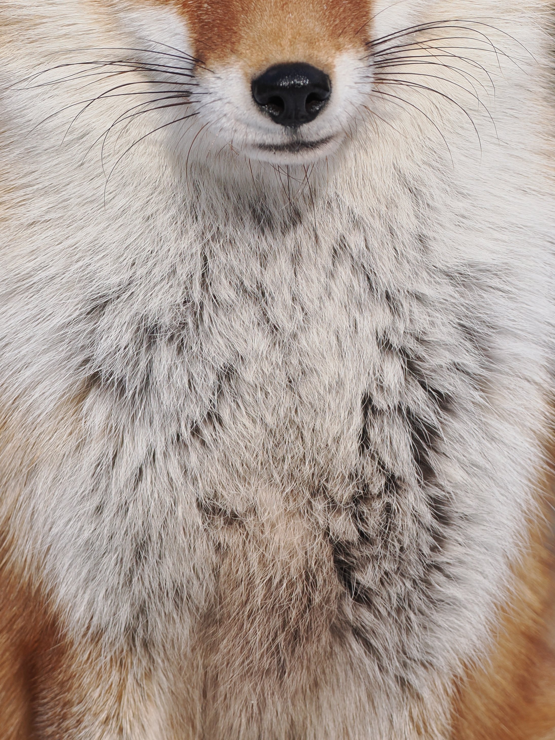 狐狸 啊~~狐狐这厚实的胸毛~~【推：VulpesPerson】 ​​​