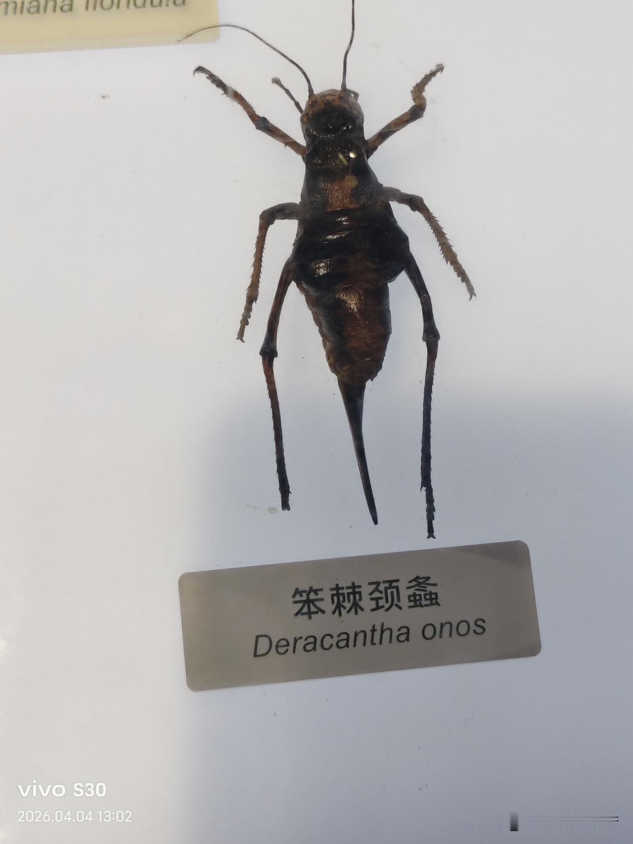 真心话茶局