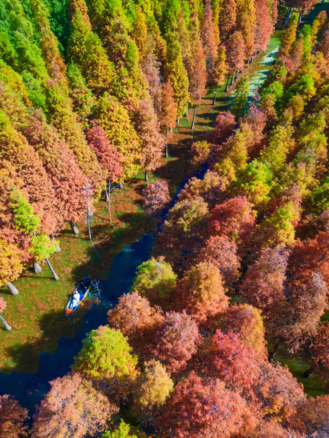 11月15日实况‼️昆明海洪湿地的水杉红啦‼️