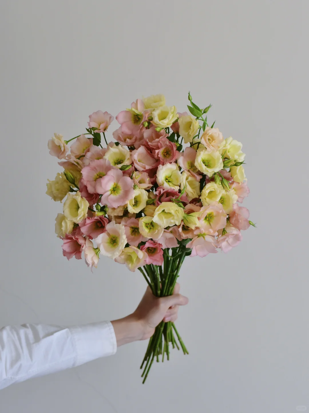 马牌洋桔梗· 月雅檀杏