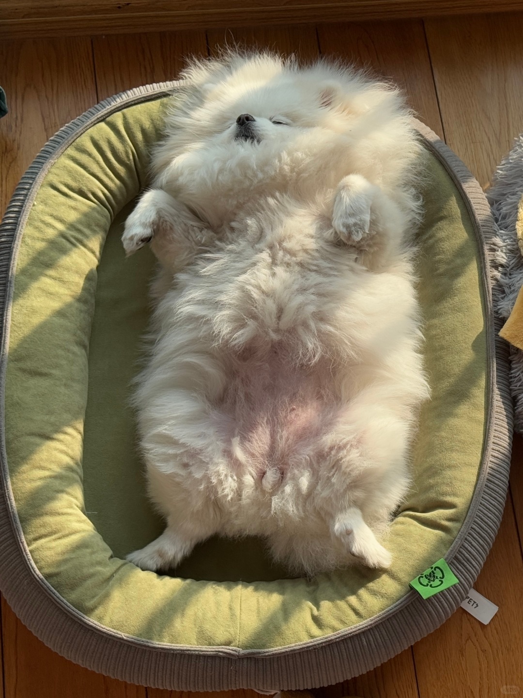 小狗快起床，太阳晒到屁股啦！ 