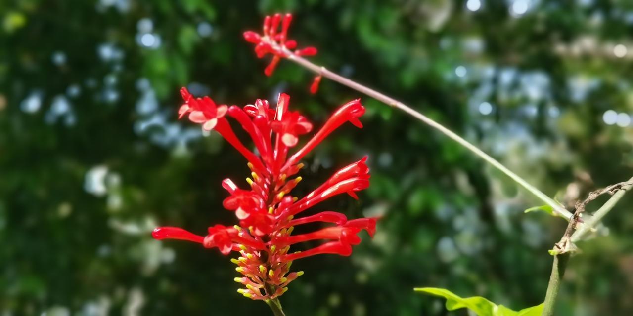奇特的花卉，奇特的名字，我们都知道名著《红楼梦》，许多人却没听过红楼花，还是美序