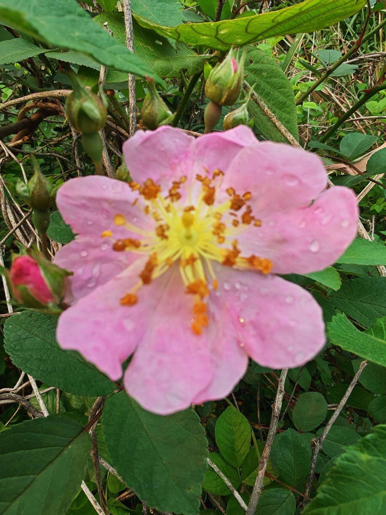 今年春天最想实现的心愿