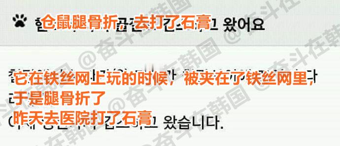 腿骨折去打了石膏的仓鼠~ 海外新鲜事 热点现场